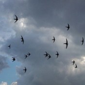 Common Swift